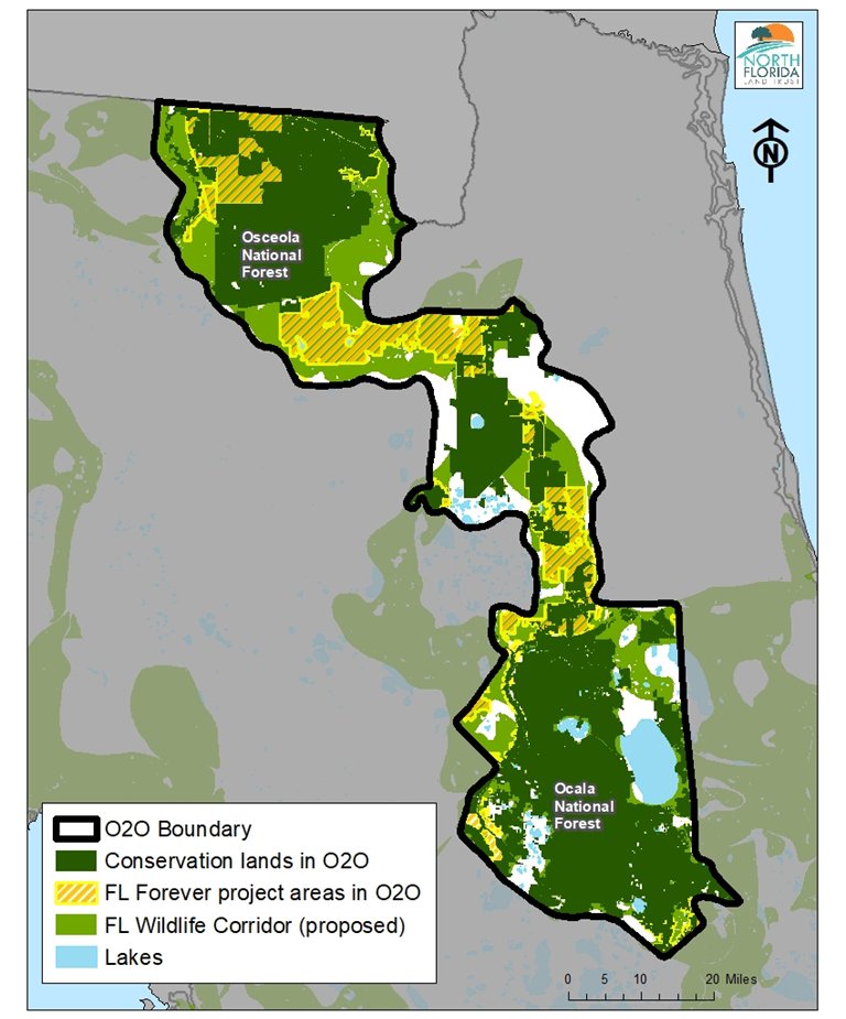 This map depicts the North Florida Land Trust’s Ocala to Osceola (O2O) wildlife corridor project.